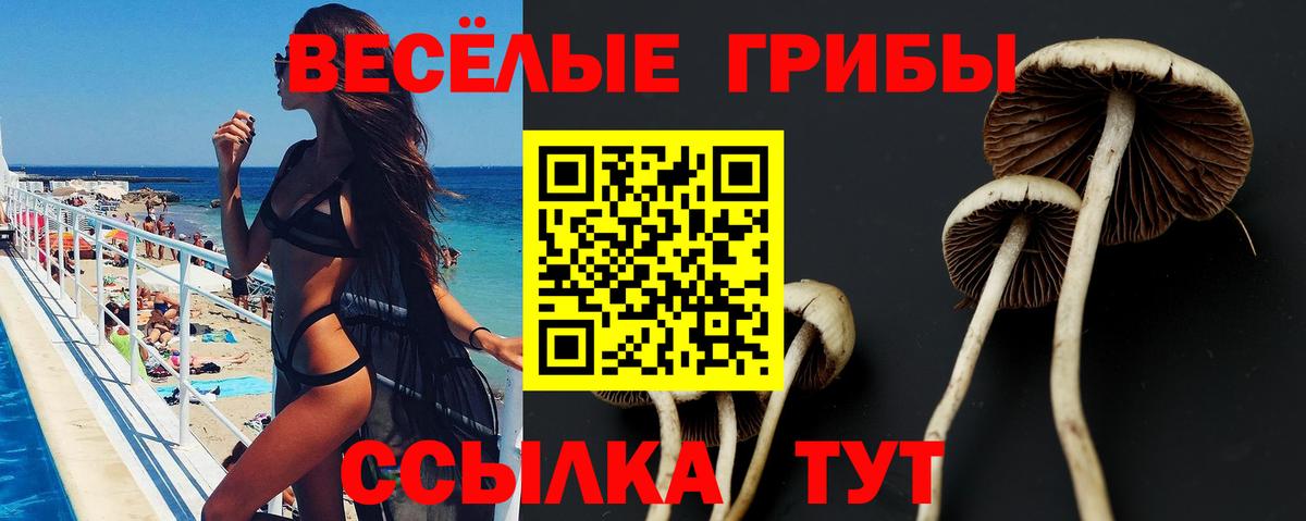 Заволжье  Галлюциногенные грибы прущие грибы  Вход с VPN 